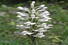 Habenaria roxburghii